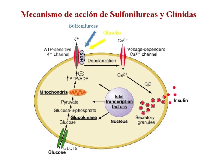 Mecanismo de acción de Sulfonilureas y Glinidas Sulfonilureas Glinidas 