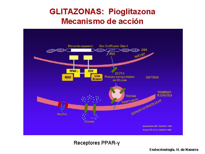 GLITAZONAS: Pioglitazona Mecanismo de acción Receptores PPAR-γ Endocrinología. H. de Navarra 