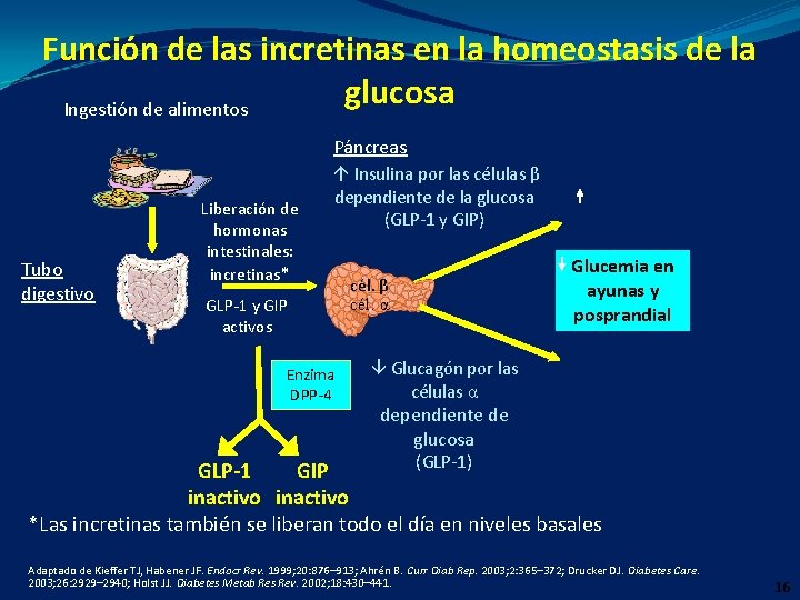 Función de las incretinas en la homeostasis de la glucosa Ingestión de alimentos Páncreas