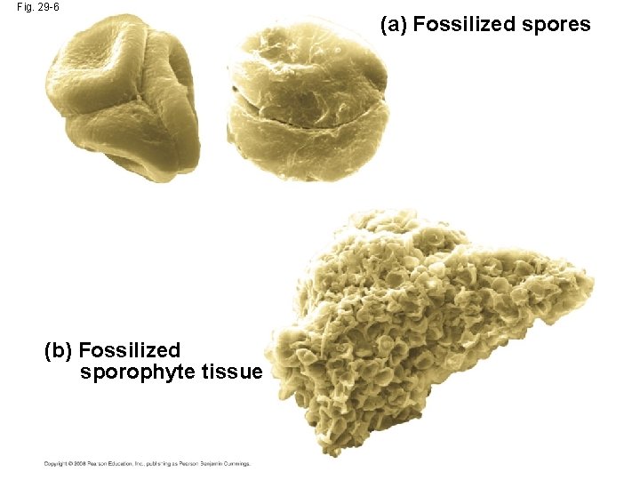 Fig. 29 -6 (b) Fossilized sporophyte tissue (a) Fossilized spores 