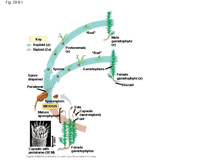 Fig. 29 -8 -1 “Bud” Male gametophyte (n) Key Haploid (n) Diploid (2 n)