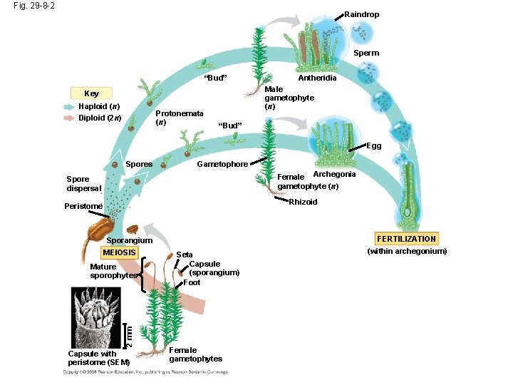 Fig. 29 -8 -2 Raindrop Sperm “Bud” Male gametophyte (n) Key Haploid (n) Diploid