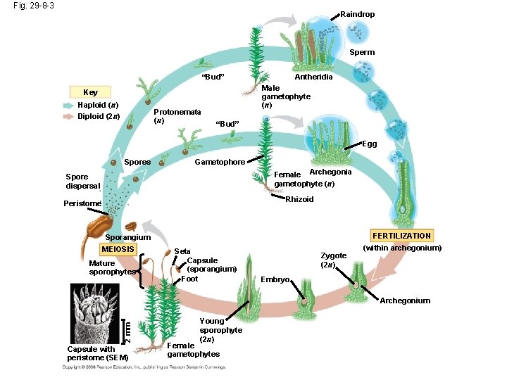 Fig. 29 -8 -3 Raindrop Sperm “Bud” Male gametophyte (n) Key Haploid (n) Diploid