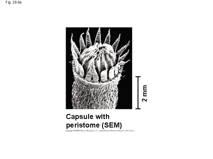 2 mm Fig. 29 -8 a Capsule with peristome (SEM) 