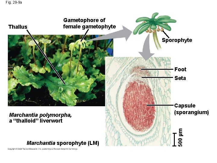Fig. 29 -9 a Thallus Gametophore of female gametophyte Sporophyte Foot Seta Marchantia sporophyte