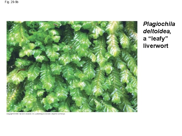 Fig. 29 -9 b Plagiochila deltoidea, a “leafy” liverwort 