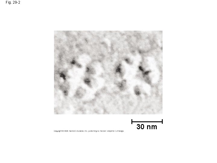 Fig. 29 -2 30 nm 