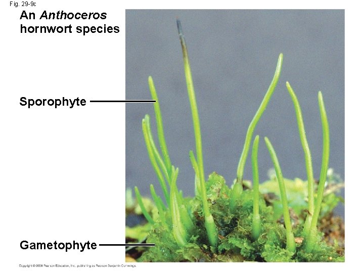 Fig. 29 -9 c An Anthoceros hornwort species Sporophyte Gametophyte 