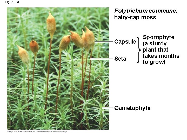 Fig. 29 -9 d Polytrichum commune, hairy-cap moss Capsule Seta Sporophyte (a sturdy plant