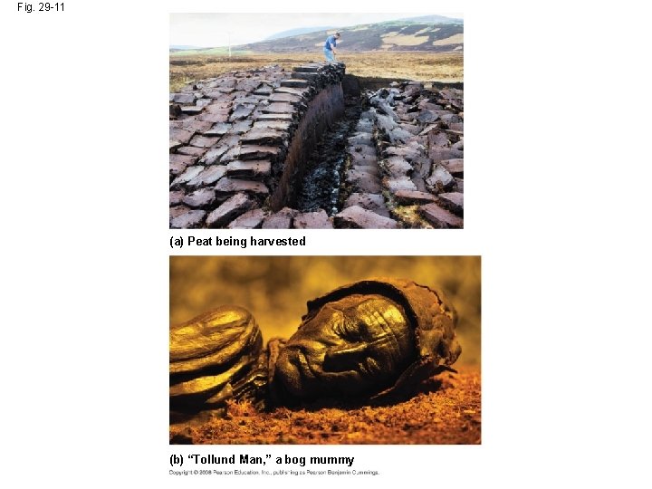 Fig. 29 -11 (a) Peat being harvested (b) “Tollund Man, ” a bog mummy