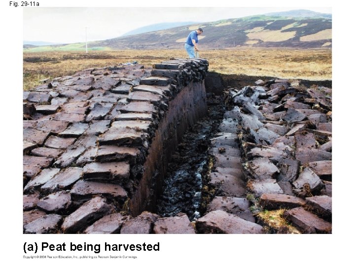 Fig. 29 -11 a (a) Peat being harvested 