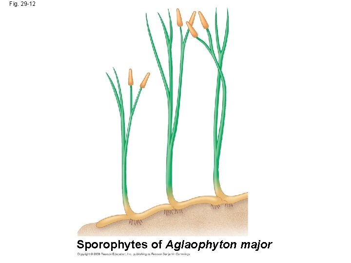 Fig. 29 -12 Sporophytes of Aglaophyton major 