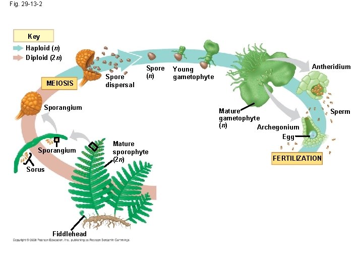 Fig. 29 -13 -2 Key Haploid (n) Diploid (2 n) MEIOSIS Spore dispersal Spore