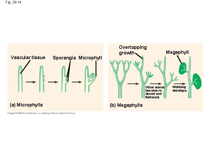 Fig. 29 -14 Vascular tissue Sporangia Microphyll Overtopping growth Other stems become reduced and