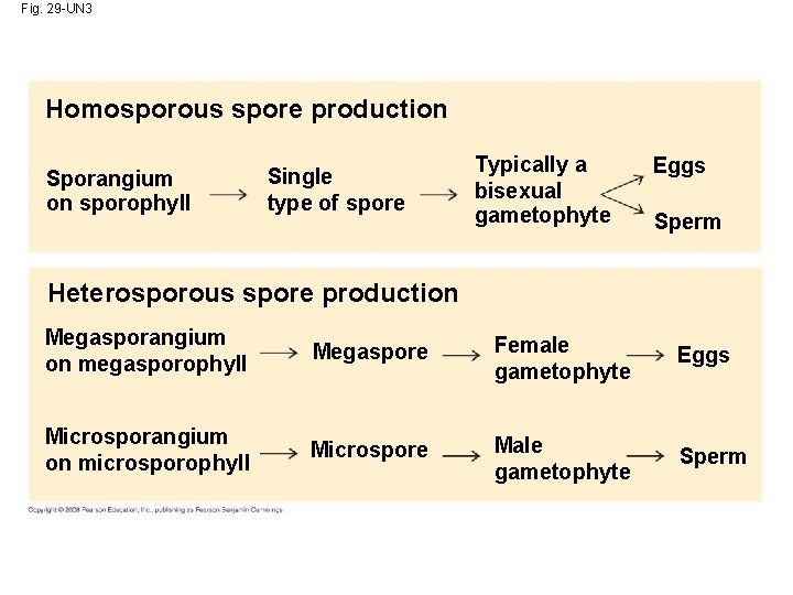 Fig. 29 -UN 3 Homosporous spore production Sporangium on sporophyll Single type of spore