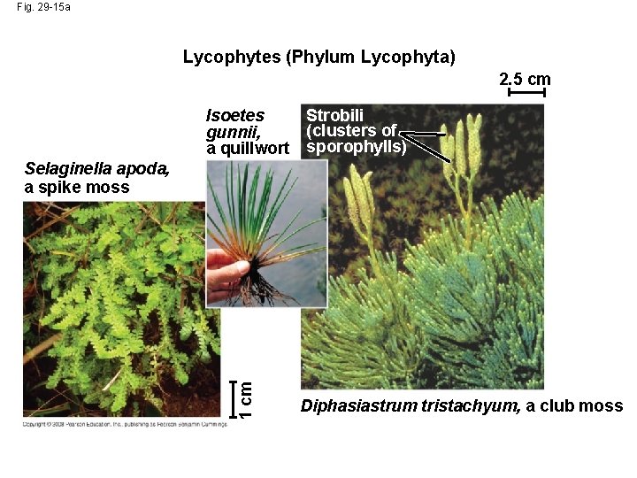 Fig. 29 -15 a Lycophytes (Phylum Lycophyta) 2. 5 cm Isoetes Strobili (clusters of