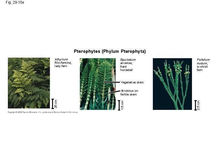 Fig. 29 -15 e Pterophytes (Phylum Pterophyta) Athyrium filix-femina, lady fern Equisetum arvense, field
