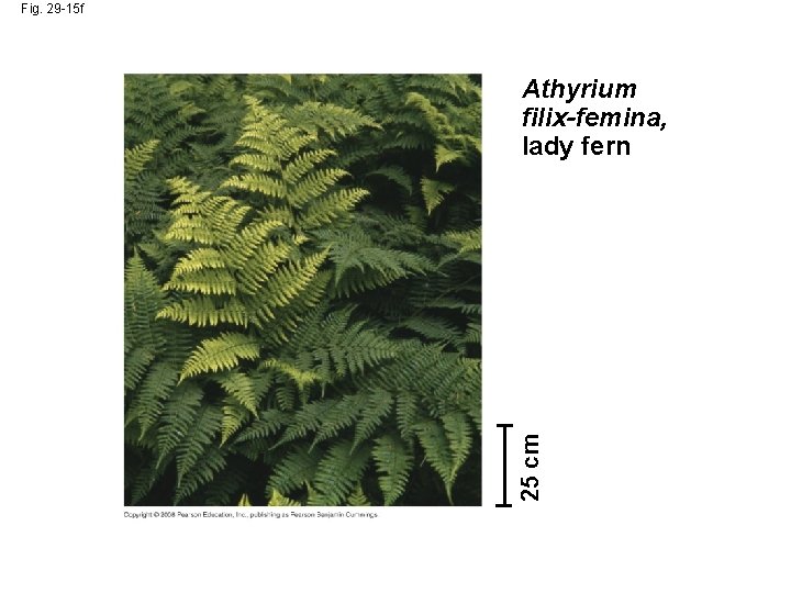 Fig. 29 -15 f 25 cm Athyrium filix-femina, lady fern 
