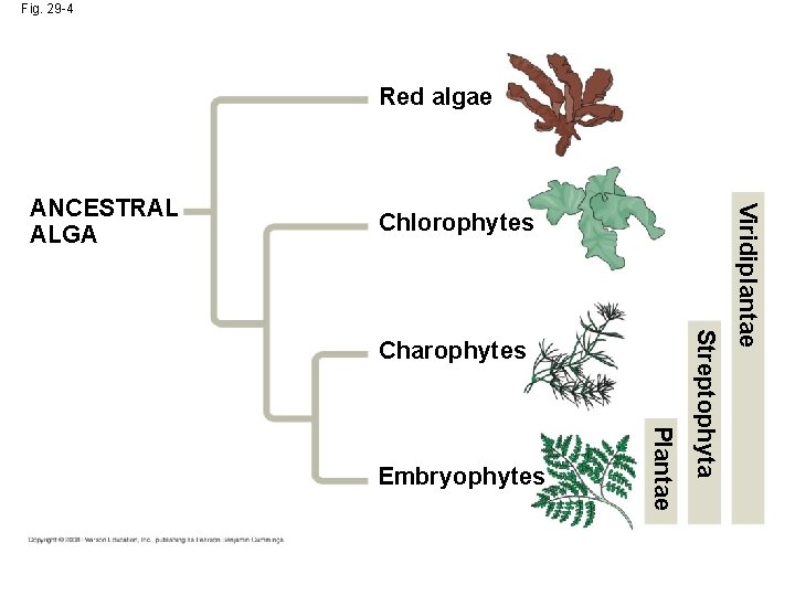 Fig. 29 -4 Red algae Chlorophytes Plantae Embryophytes Streptophyta Charophytes Viridiplantae ANCESTRAL ALGA 