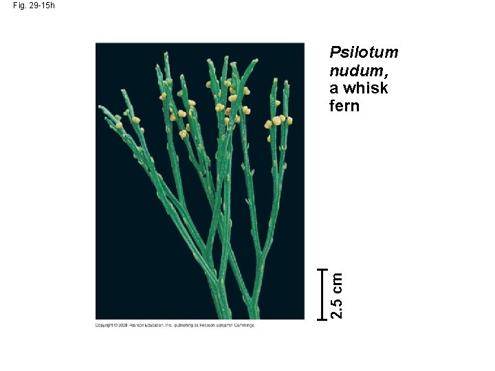 Fig. 29 -15 h 2. 5 cm Psilotum nudum, a whisk fern 