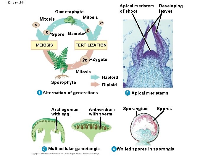 Fig. 29 -UN 4 Gametophyte Mitosis n Apical meristem of shoot Developing leaves n