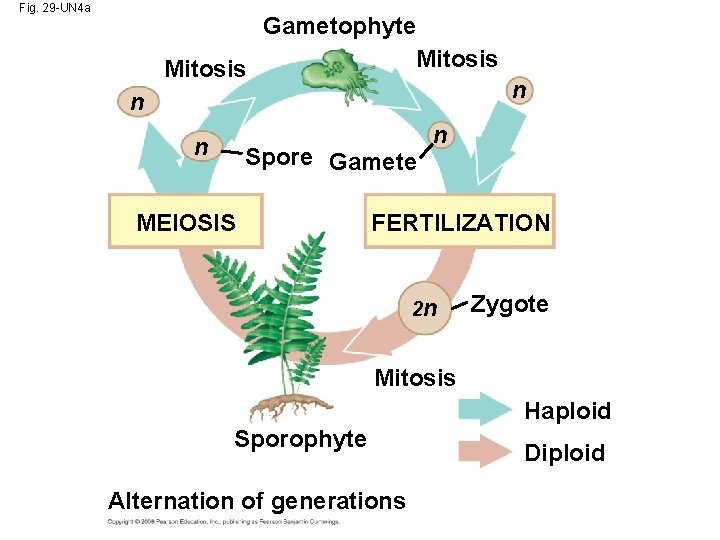 Fig. 29 -UN 4 a Gametophyte Mitosis n n Spore Gamete MEIOSIS n n