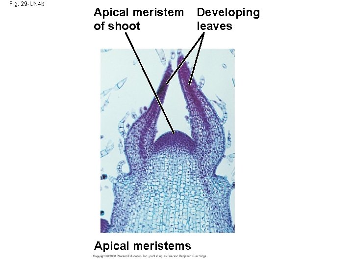 Fig. 29 -UN 4 b Apical meristem of shoot Apical meristems Developing leaves 