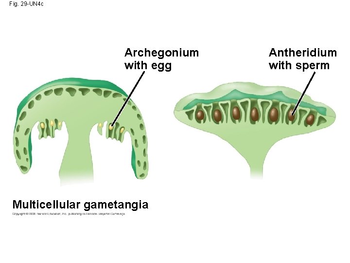 Fig. 29 -UN 4 c Archegonium with egg Multicellular gametangia Antheridium with sperm 