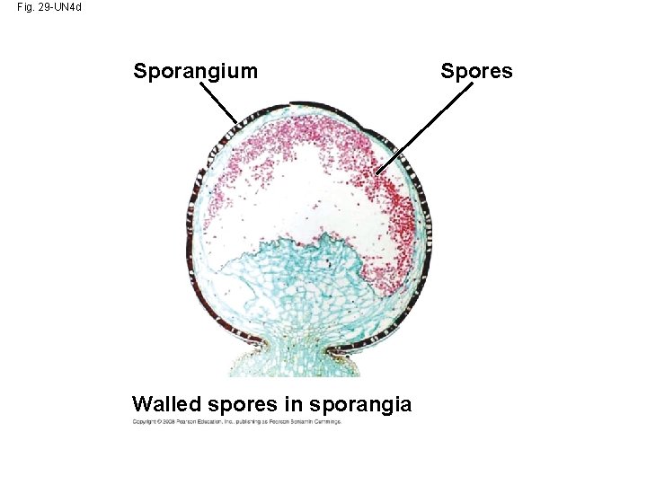 Fig. 29 -UN 4 d Sporangium Walled spores in sporangia Spores 