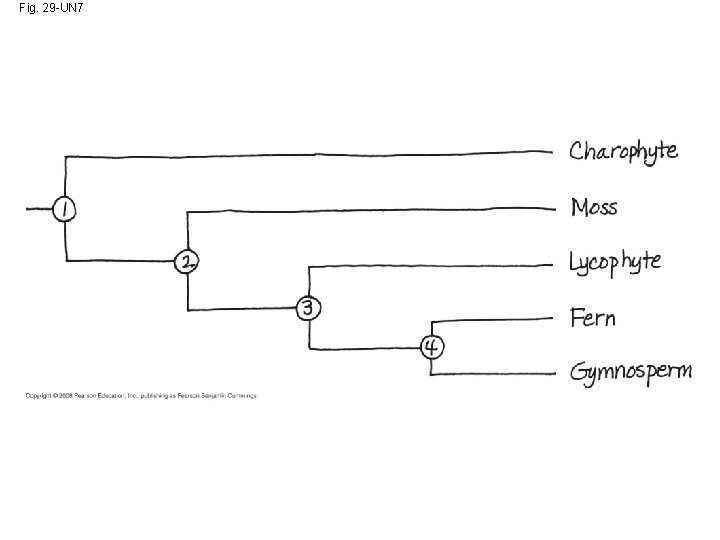 Fig. 29 -UN 7 