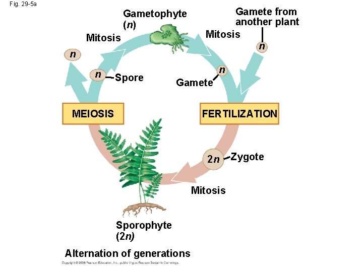 Fig. 29 -5 a Gametophyte (n) Mitosis n n Spore Gamete from another plant