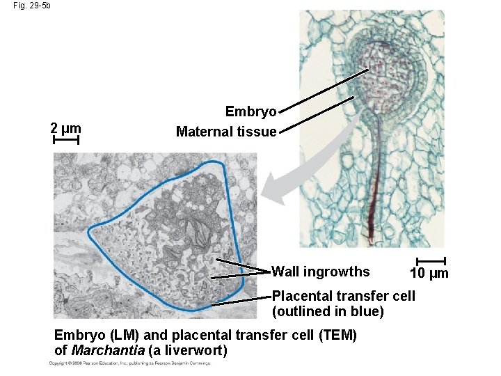 Fig. 29 -5 b 2 µm Embryo Maternal tissue Wall ingrowths 10 µm Placental