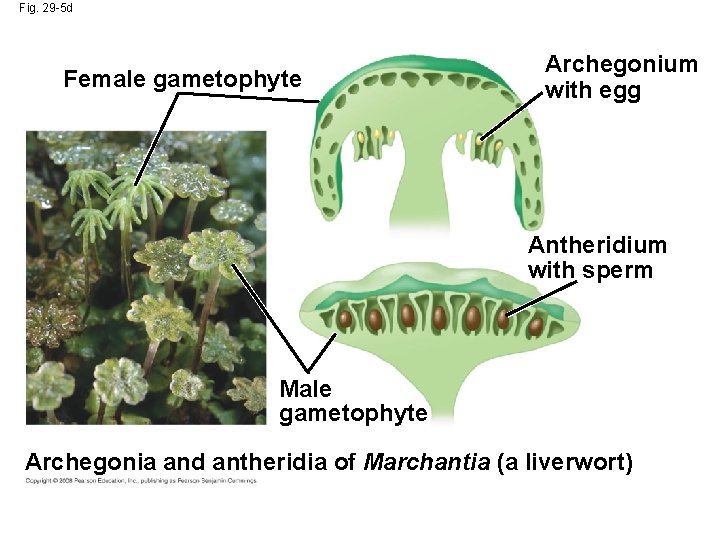 Fig. 29 -5 d Female gametophyte Archegonium with egg Antheridium with sperm Male gametophyte