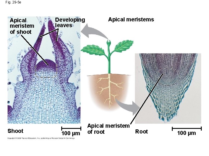 Fig. 29 -5 e Apical meristem of shoot Shoot Developing leaves 100 µm Apical