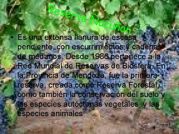 Rese rva Ñ acuñ an • Es una extensa llanura de escasa pendiente, con