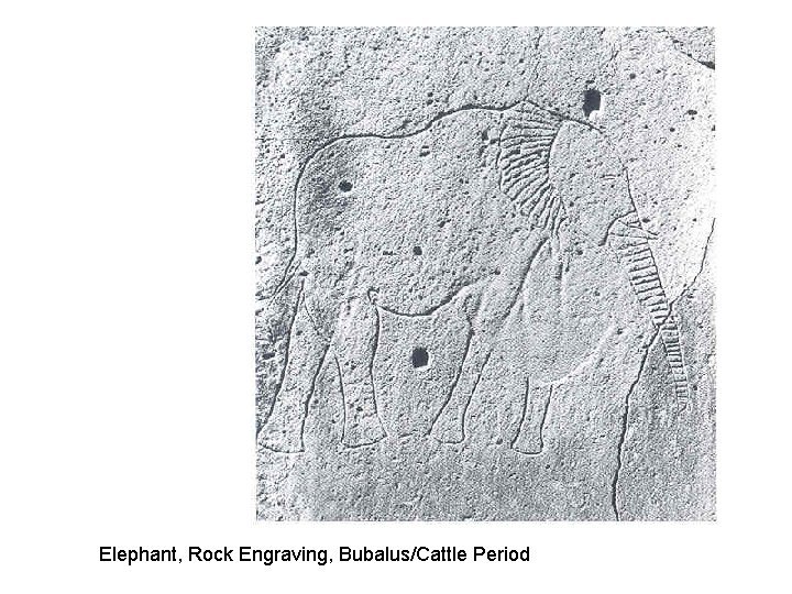 Elephant, Rock Engraving, Bubalus/Cattle Period 