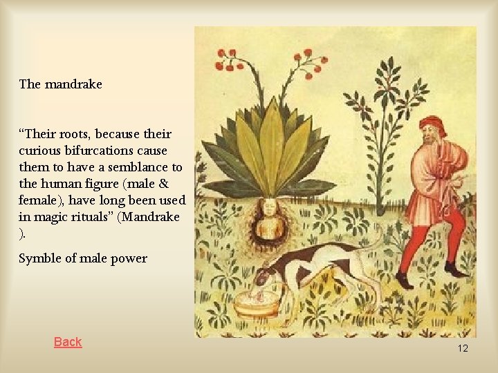 The mandrake “Their roots, because their curious bifurcations cause them to have a semblance