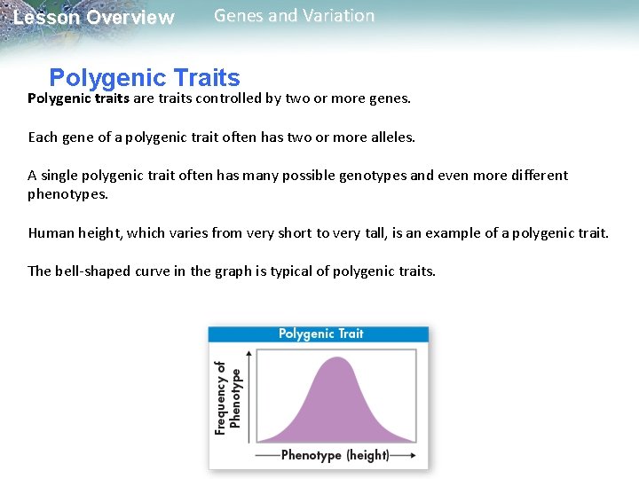 Lesson Overview Genes and Variation Polygenic Traits Polygenic traits are traits controlled by two