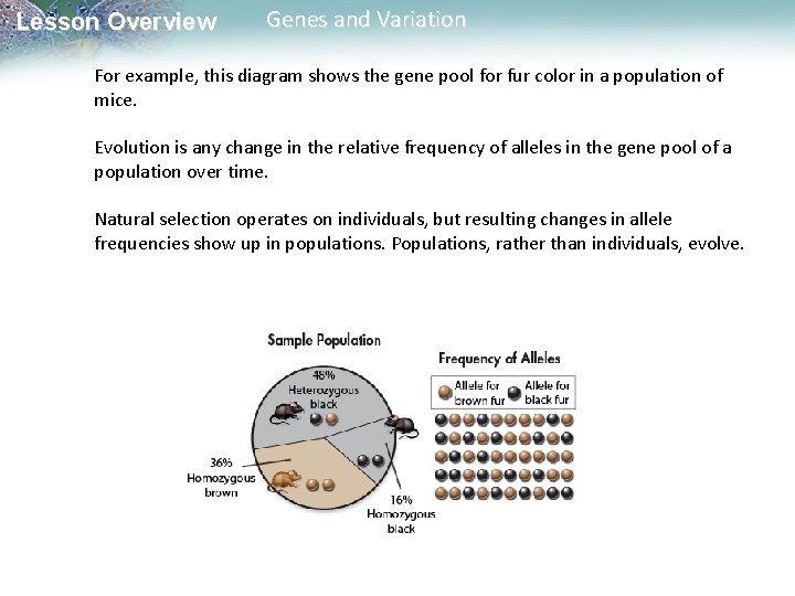 Lesson Overview Genes and Variation For example, this diagram shows the gene pool for