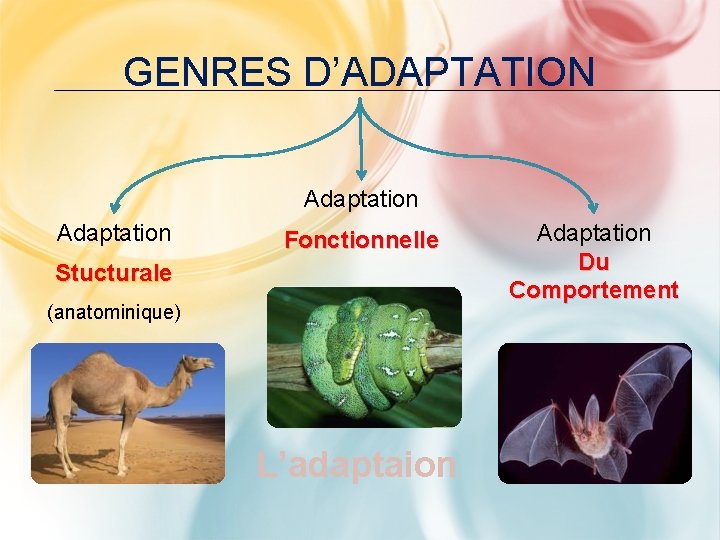 GENRES D’ADAPTATION Adaptation Fonctionnelle Stucturale (anatominique) L’adaptaion Adaptation Du Comportement 