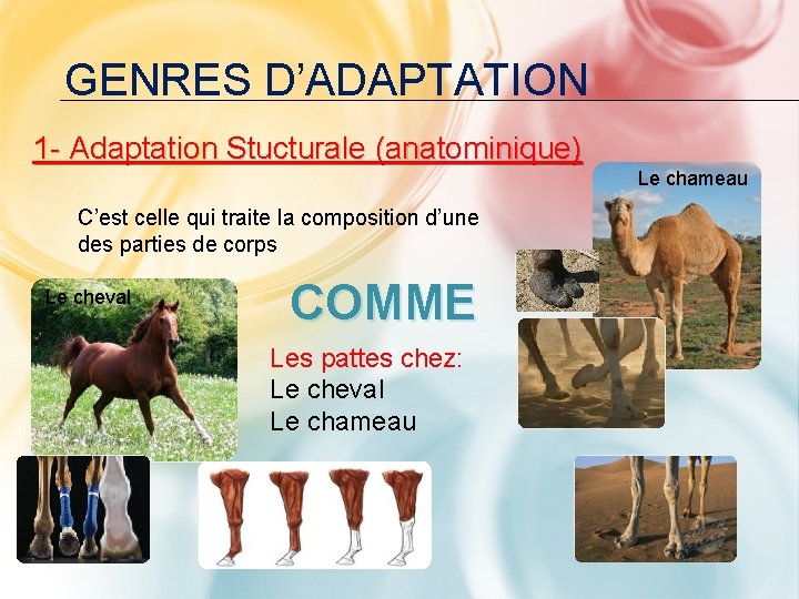 GENRES D’ADAPTATION 1 - Adaptation Stucturale (anatominique) Le chameau C’est celle qui traite la