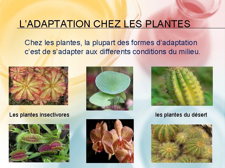 L’ADAPTATION CHEZ LES PLANTES Chez les plantes, la plupart des formes d’adaptation c’est de