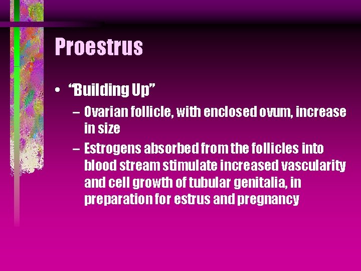 Proestrus • “Building Up” – Ovarian follicle, with enclosed ovum, increase in size –