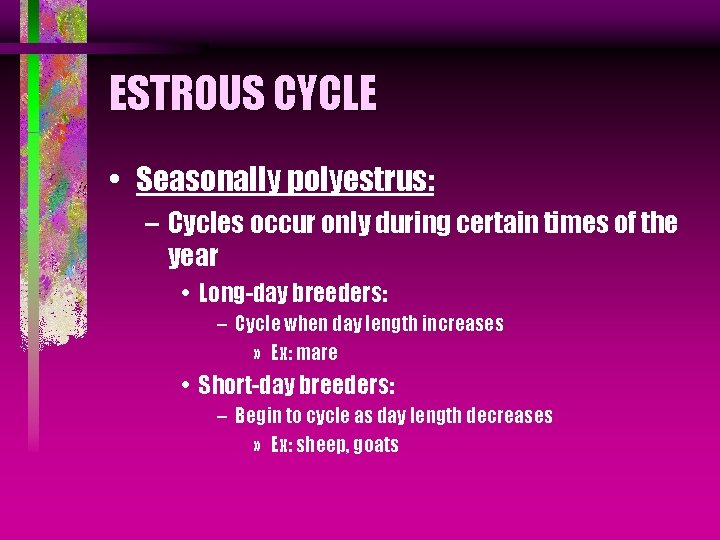 ESTROUS CYCLE • Seasonally polyestrus: – Cycles occur only during certain times of the