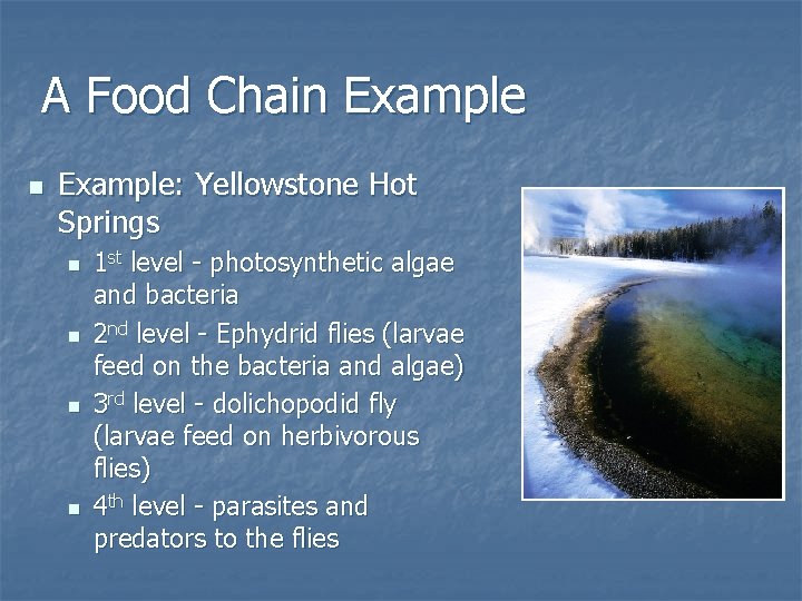 A Food Chain Example: Yellowstone Hot Springs n n 1 st level - photosynthetic