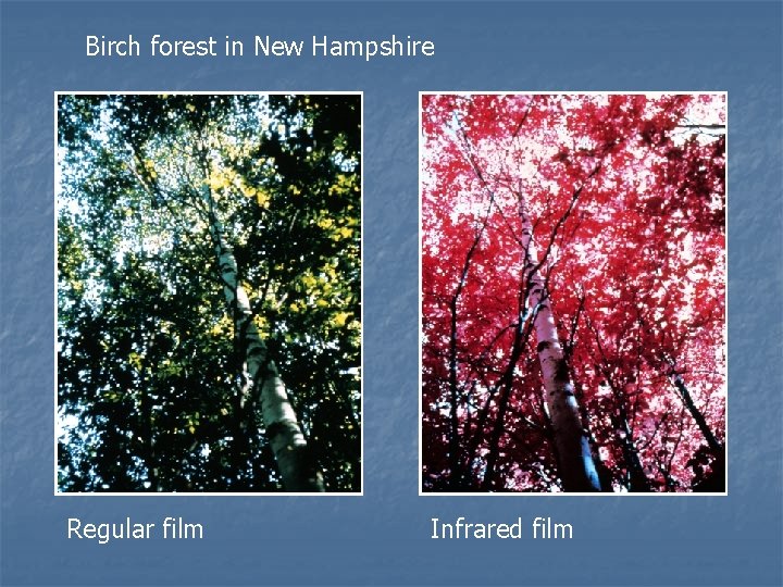 Birch forest in New Hampshire Regular film Infrared film 