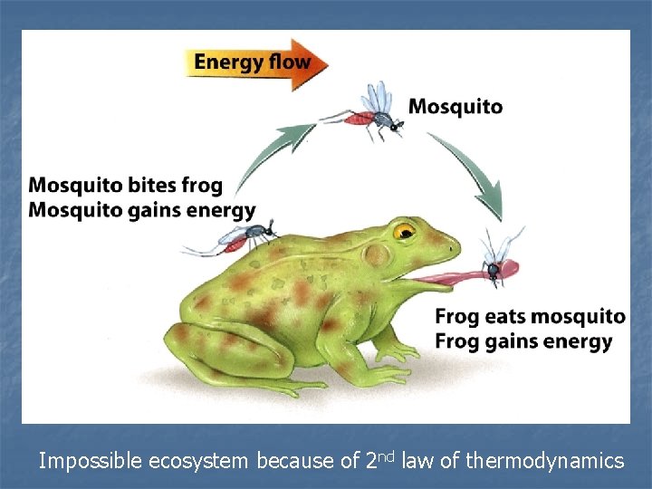 Impossible ecosystem because of 2 nd law of thermodynamics 