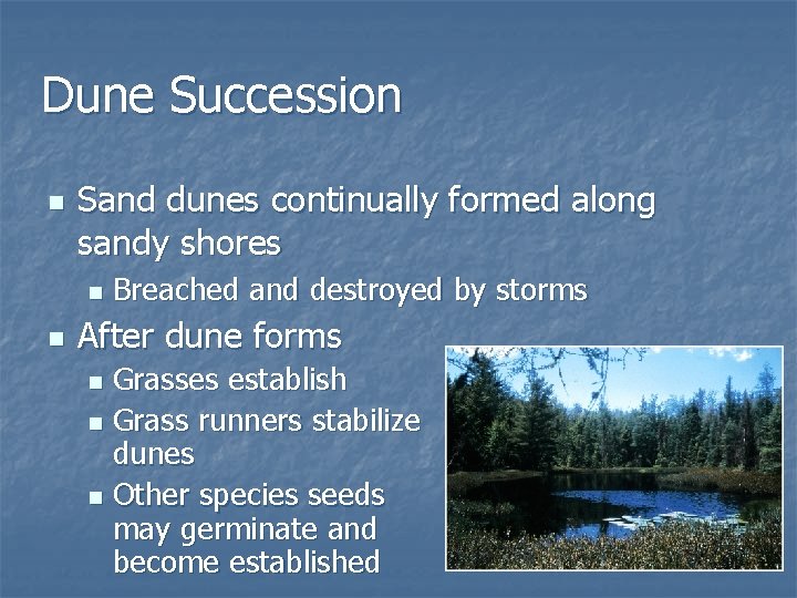 Dune Succession n Sand dunes continually formed along sandy shores n n Breached and