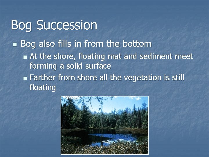 Bog Succession n Bog also fills in from the bottom At the shore, floating