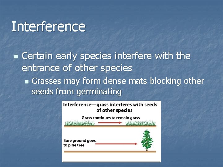 Interference n Certain early species interfere with the entrance of other species n Grasses